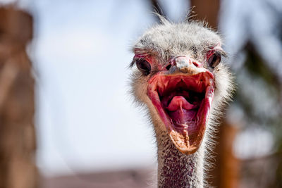 Close-up portrait of angry ostrich