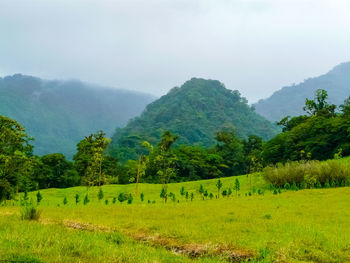 Scenic view of trees on field against sky