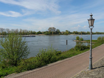 Rees at the river rhine