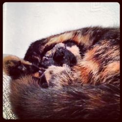 Close-up of cat sleeping