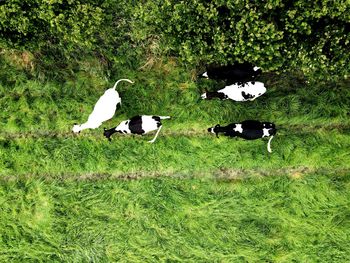 View of birds on grassy field