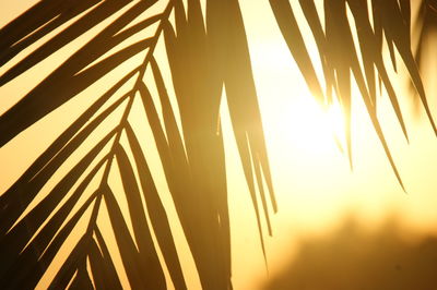 Close-up of palm tree during sunset