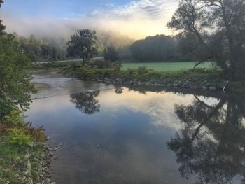 Reflection of trees in calm lake