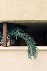 Close-up of palm tree by wall