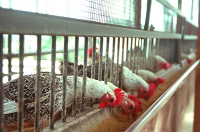 Close up of factory chickens