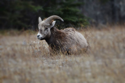 Sheep standing on field