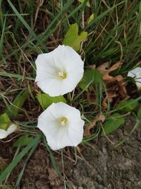 High angle view of white flower blooming outdoors