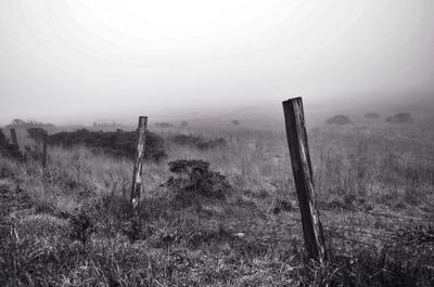 View of grassy field in foggy weather