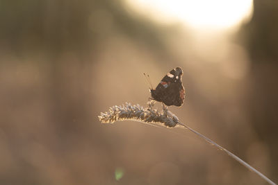 Close-up of butterfly on plant