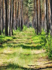 Pine trees in forest