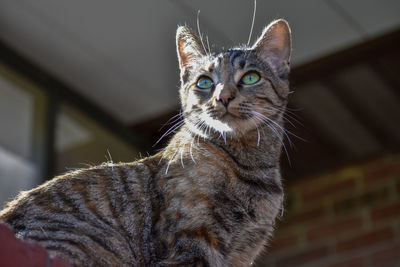 Portrait of a cat looking away at home