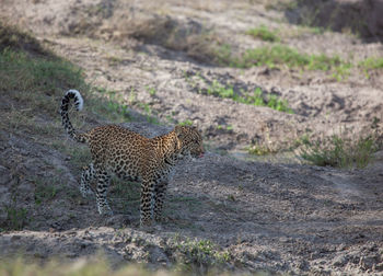 Leopard mouth licking