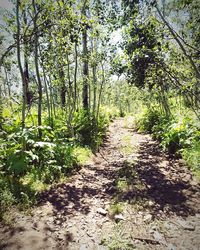 Footpath in forest