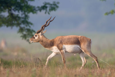 Deer standing on field