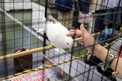 Person holding white bird