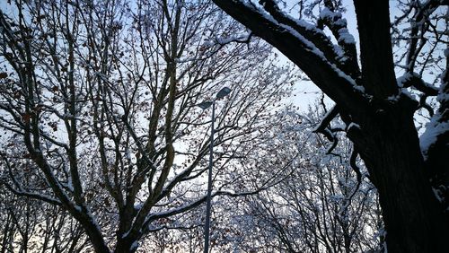 Low angle view of bare tree in forest