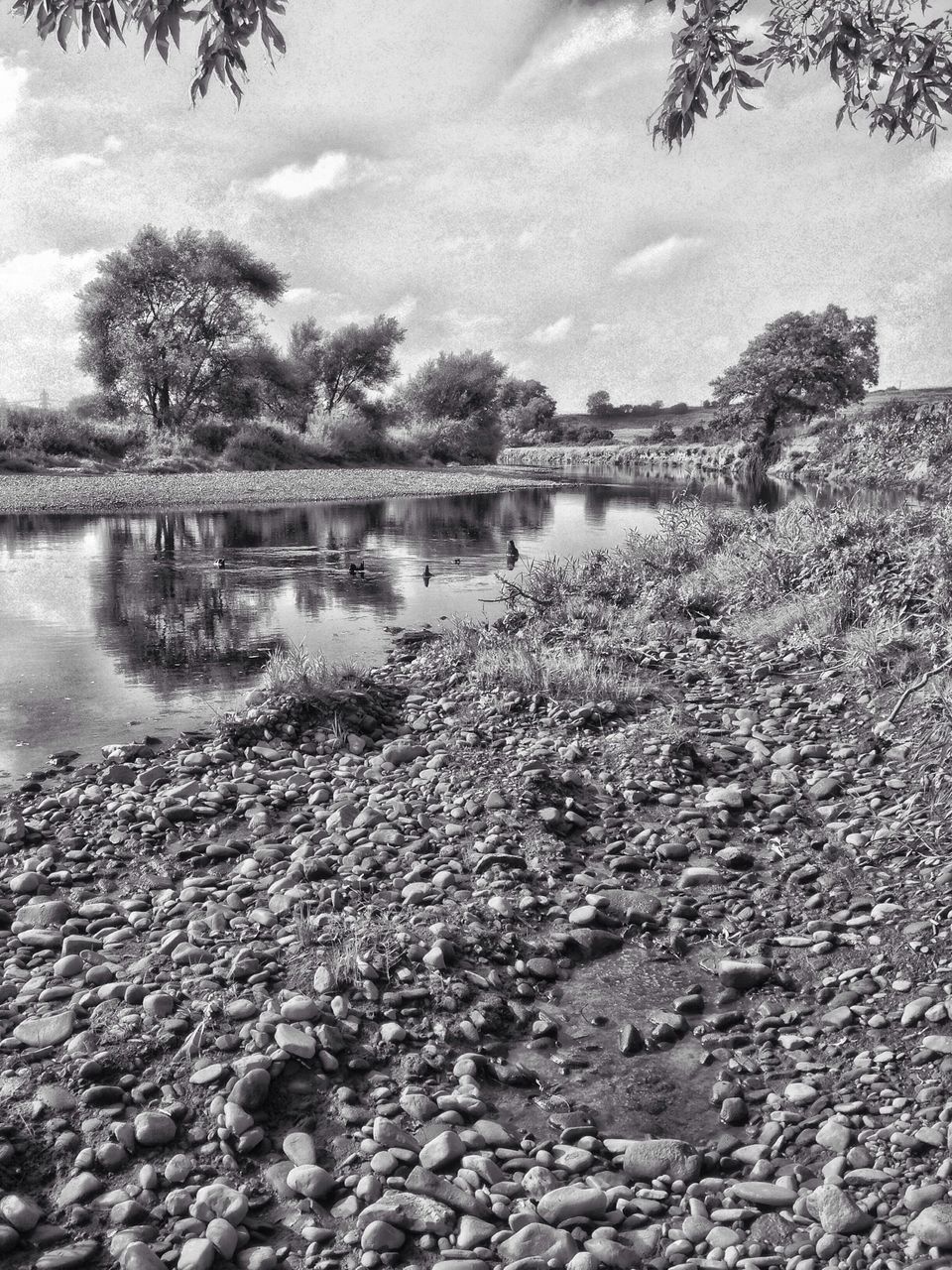 water, tree, reflection, sky, tranquility, lake, nature, tranquil scene, growth, river, beauty in nature, scenics, plant, cloud - sky, day, rock - object, waterfront, outdoors, no people, branch