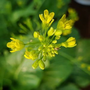 Close-up of yellow flowering plant