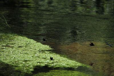 Birds flying over lake