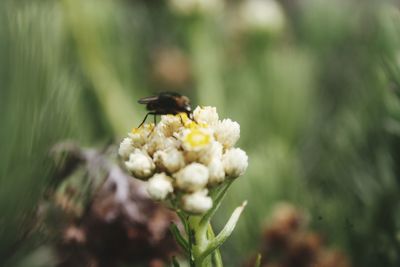 Close-up of insect on flower