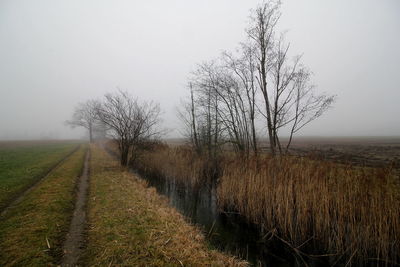 Bare trees on field against sky