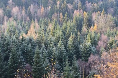 Pine trees in forest