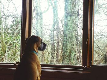 Cat looking through window