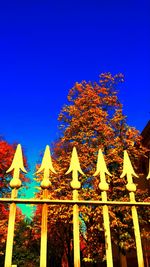 Low angle view of tree against clear blue sky