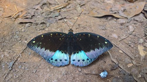 High angle view of butterfly on ground