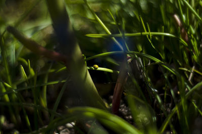 Close-up of snake on grass