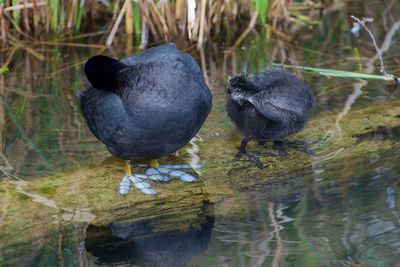 Black swan in a lake