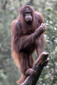 Borneo orangutan