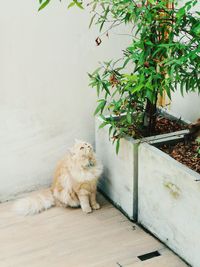 Cat sitting on wall