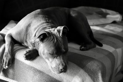 Close-up of a dog resting on bed