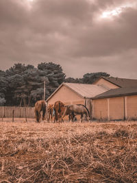 View of horses on field