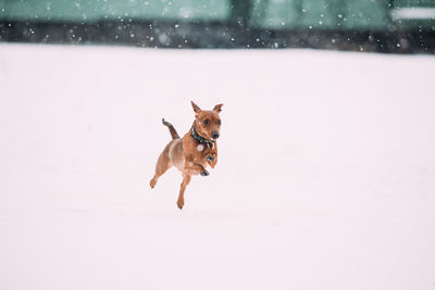 Dog running on snow