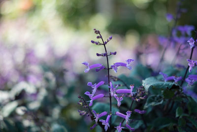 Close-up of purple flowering plant