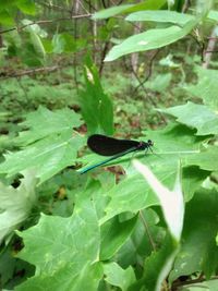 Close-up of butterfly perching on leaf