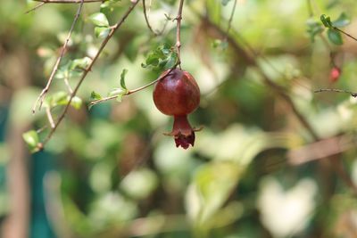 Close-up of fruits on branch
