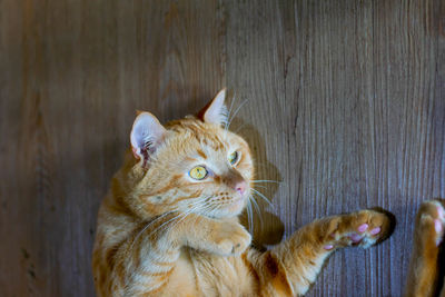 Close-up of a cat looking away