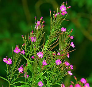 Close-up of pink flowering plants