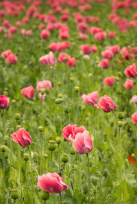 Close-up of pink tulips on field