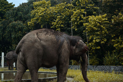 Elephant standing in a field