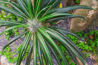 Close-up of flower plant in garden