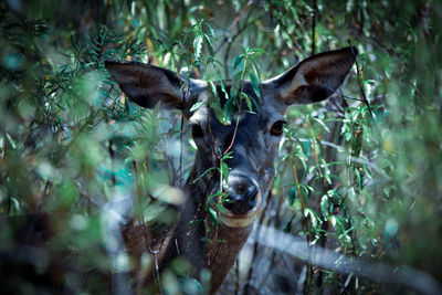 Portrait of deer