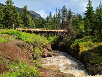 Bridge over river amidst trees in forest