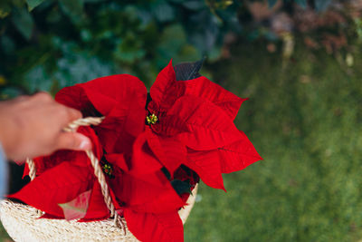 Midsection of woman holding red flowering plant