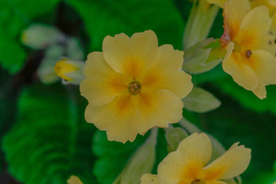 Close-up of yellow flower