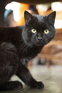 Close-up portrait of black cat, bombay cat