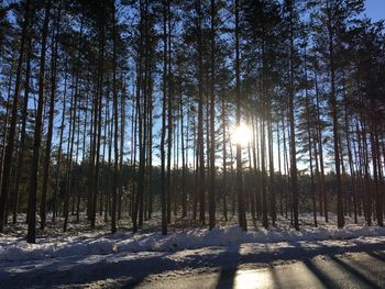 Trees in forest during winter